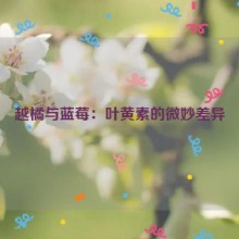 越橘与蓝莓：叶黄素的微妙差异